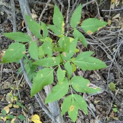Lyall's angelica thumbnail 4