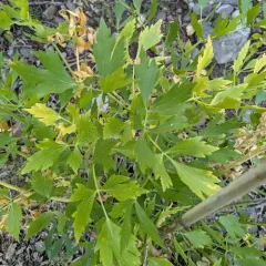 Lovage thumbnail 2