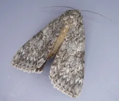 Catocala orion thumbnail 2