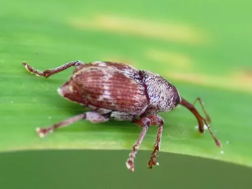 Curculio rubidus