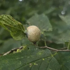 Hackberry Petiole Gall Psyllid thumbnail 1