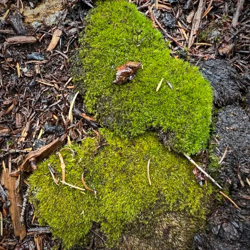 Fragile Fork-moss
