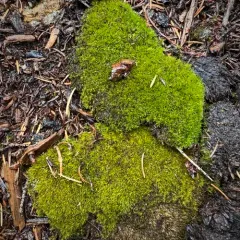 Fragile Fork-moss thumbnail 1