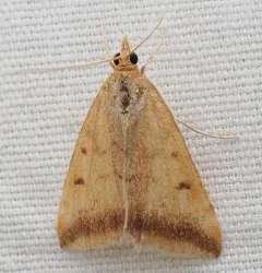 Pyrausta fodinalis thumbnail 3