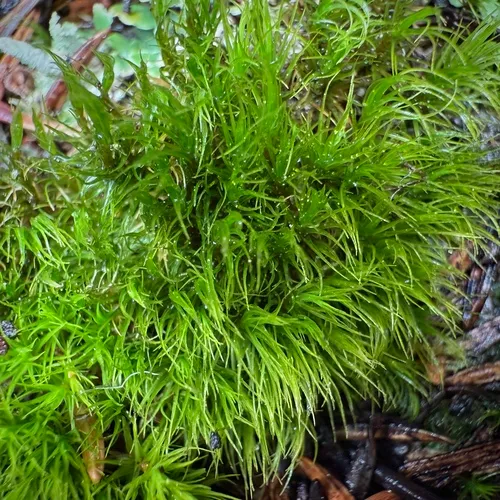 Broom Forkmoss