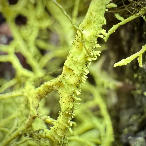 Letharia lupina