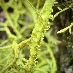 Letharia lupina thumbnail 1