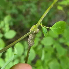 Neolasioptera cornicola thumbnail 3