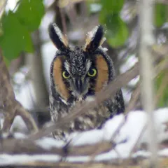 Long-eared Owl thumbnail 2