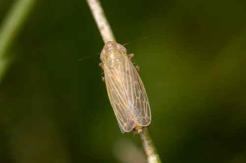 Psammotettix lividellus