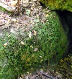 Alleghany Thamnobryum Moss thumbnail 2