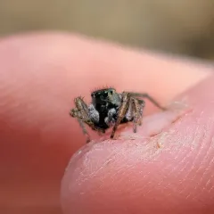 Boreal Paradise Spider thumbnail 1