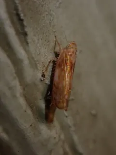 Scaphoideus ochraceus thumbnail 3