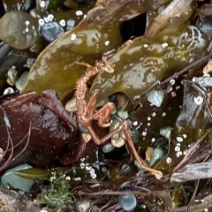 Japanese Skeleton Shrimp thumbnail 2