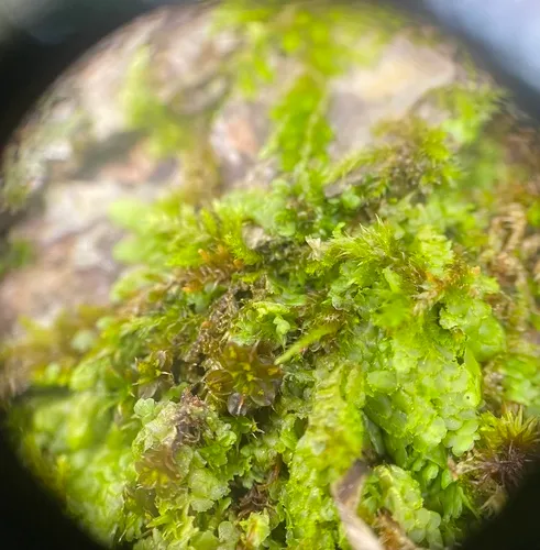 Marbled Screw-moss