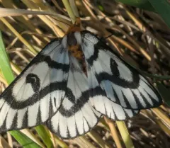 Sagebrush Sheep Moth thumbnail 4