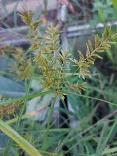 Asian Flatsedge thumbnail 3