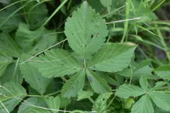 upland dewberry thumbnail 1