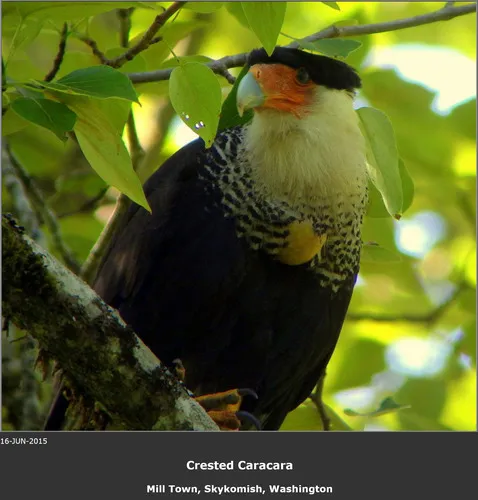 Crested Caracara