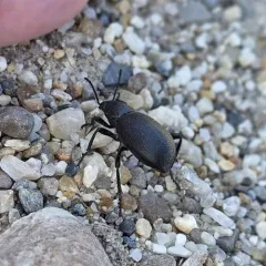 Eleodes rileyi thumbnail 1