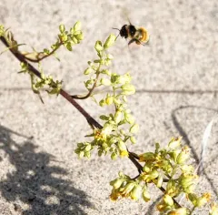 Dune Goldenrod thumbnail 4