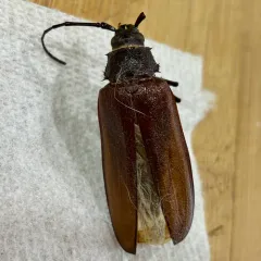 Spined Woodborer thumbnail 4