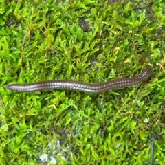 Flocculent Tailed Millipede thumbnail 4