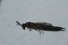 Macrorileya oecanthi thumbnail 1