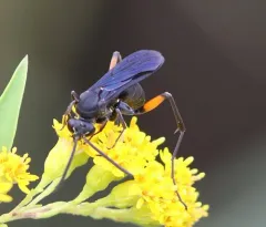 Ceropales bipunctata thumbnail 1