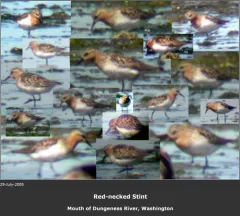 Red-necked Stint thumbnail 1