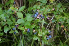 lowbush blueberry thumbnail 3