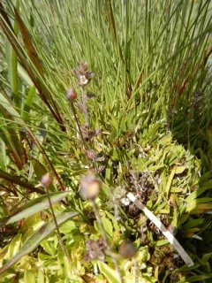 Hudson's eyebright thumbnail 3