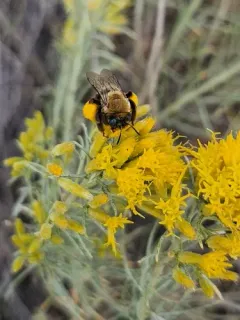 Mothered Long-horned Bee thumbnail 1