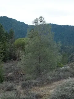 gray pine thumbnail 4