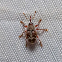 Curculio rubidus thumbnail 2