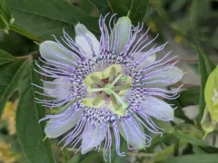 purple passionflower thumbnail 2