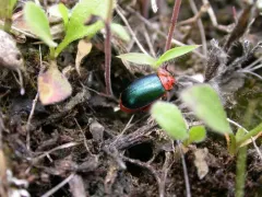 Freckle-necked Kuschelina thumbnail 2
