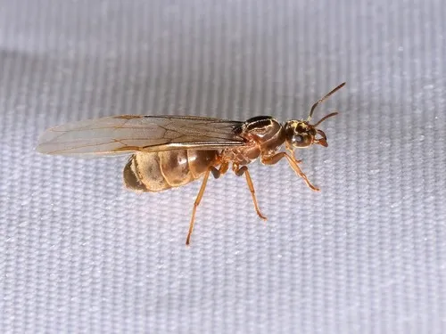 Cryptic Fuzzy Ant