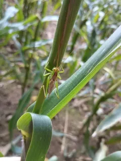 Long-spurred Meadow Katydid thumbnail 2