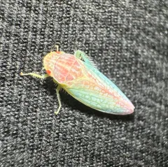 Eight-lined Leafhopper thumbnail 2