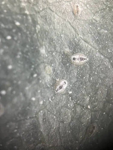 ash whitefly
