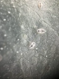 ash whitefly thumbnail 1