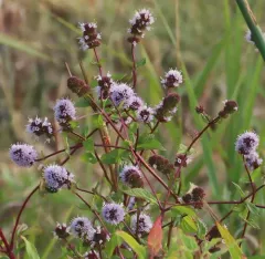 watermint thumbnail 2