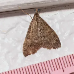 Dusky Saucrobotys Moth thumbnail 4