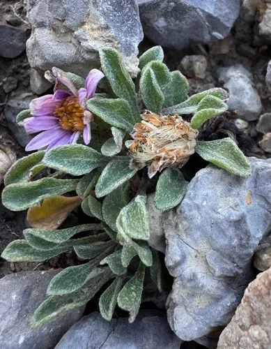 Wyoming townsend daisy