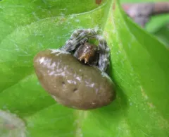 Toadlike Bolas Spider thumbnail 1