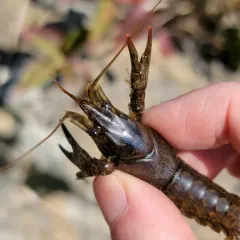 Calico Crayfish thumbnail 2