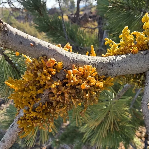 Limber Pine Dwarf-Mistletoe