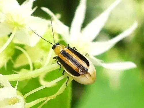 Acalymma gouldi