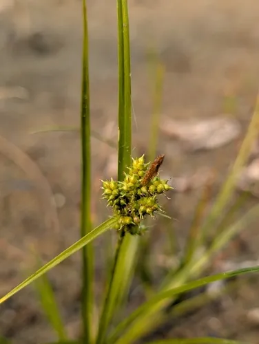 little green sedge